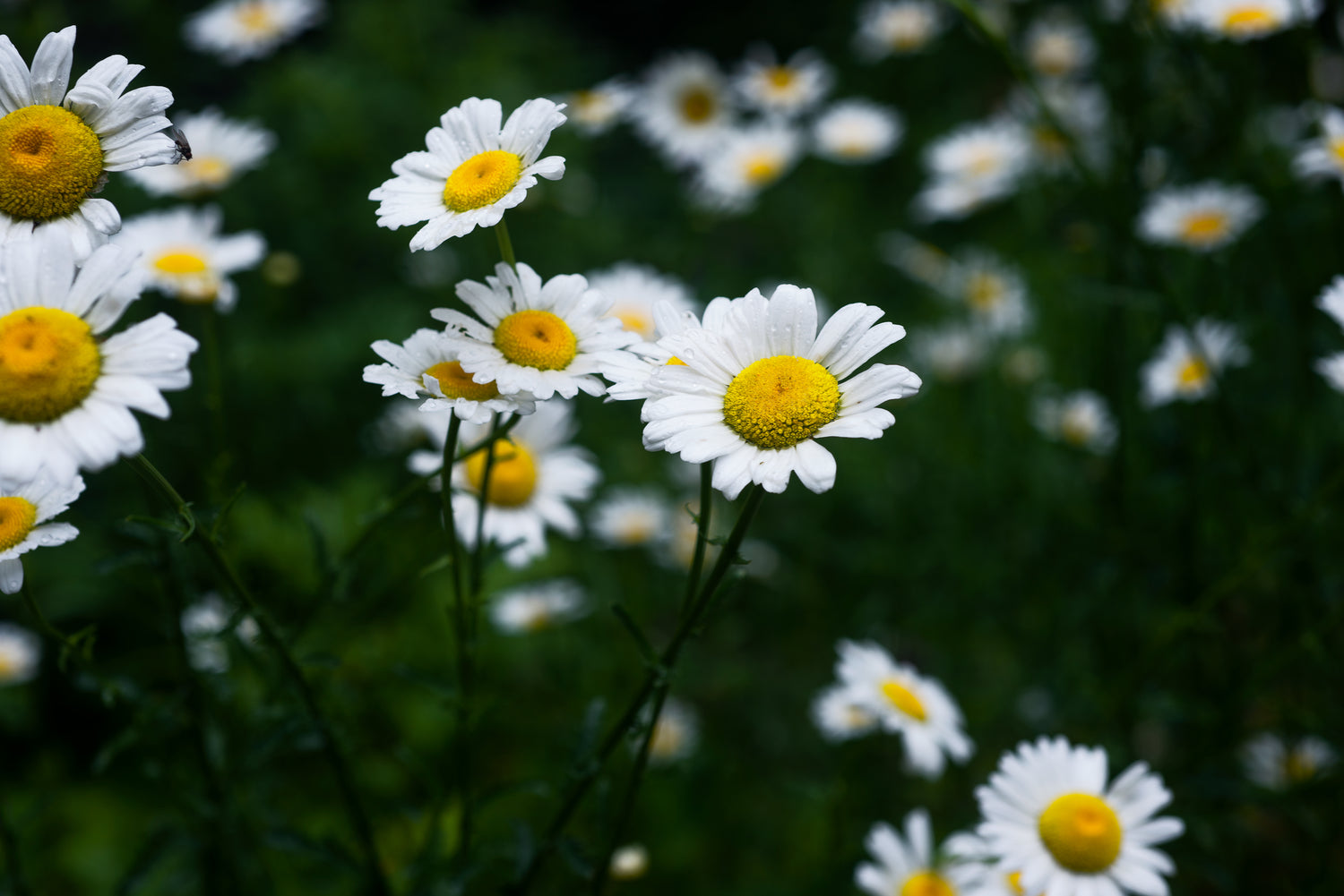White daisies with a yellow center fill-a green garden